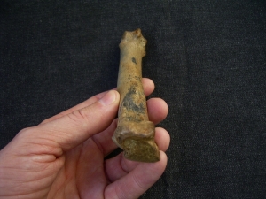 Höhlen Löwe Fingerknochen