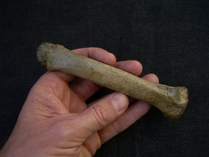 Höhlen Löwe Fingerknochen