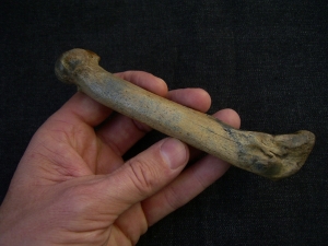 Höhlen Löwe Fingerknochen