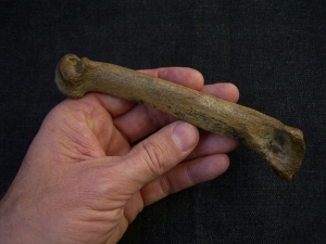 Höhlen Löwe Fingerknochen