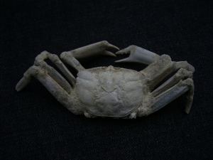 Krebs Macrophtalmus aus Madagaskar # 2