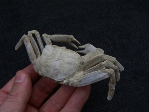 Krebs Macrophtalmus aus Madagaskar # 2