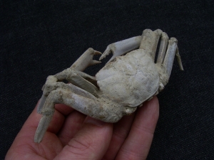 Krebs Macrophtalmus aus Madagaskar # 2