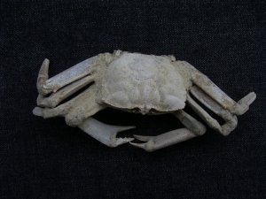 Krebs Macrophtalmus aus Madagaskar # 2