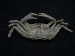 Krebs Macrophtalmus aus Madagaskar # 2
