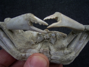 Krebs Macrophtalmus aus Madagaskar # 2