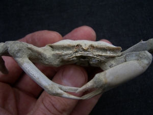 Krebs Macrophtalmus aus Madagaskar # 2