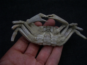 Krebs Macrophtalmus aus Madagaskar # 2