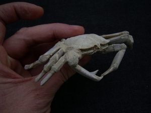 Krebs Macrophtalmus aus Madagaskar # 2