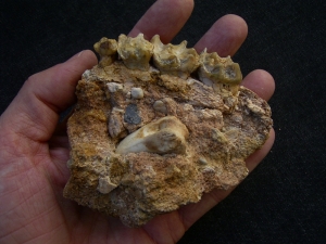 Schizotherium upper jaw and bone