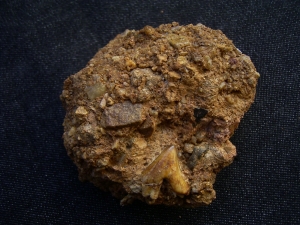 Hyaenodon tooth in matrix