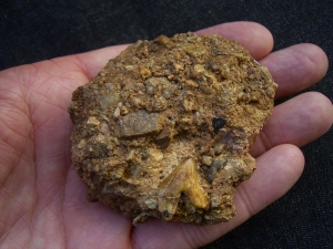 Hyaenodon tooth in matrix