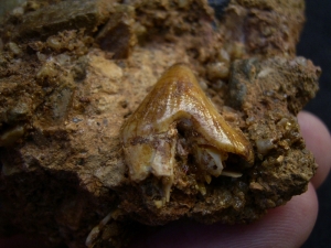 Hyaenodon tooth in matrix
