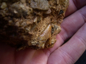 Hyaenodon tooth in matrix