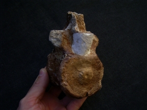 Elasmosaurus Wirbel aus der Kreidezeit # 1