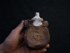 Elasmosaurus Wirbel aus der Kreidezeit # 1