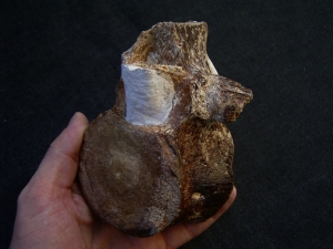 Elasmosaurus Wirbel aus der Kreidezeit # 1