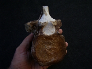 Elasmosaurus Wirbel aus der Kreidezeit # 1