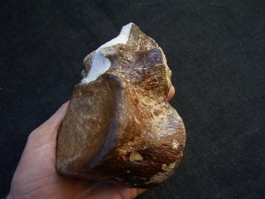 Elasmosaurus Wirbel aus der Kreidezeit # 1