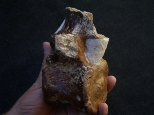 Elasmosaurus Wirbel aus der Kreidezeit # 1