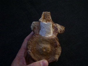 Elasmosaurus Wirbel aus der Kreidezeit # 1