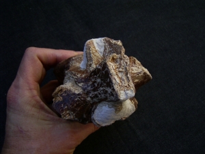 Elasmosaurus Wirbel aus der Kreidezeit # 1