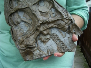 Krokodilschädel mit Unterkiefer aus Holzmaden