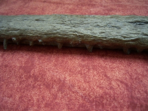 Krokodilschädel mit Unterkiefer aus Holzmaden