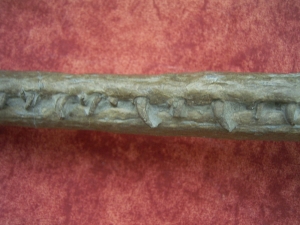 Krokodilschädel mit Unterkiefer aus Holzmaden