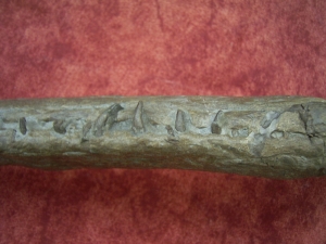 Krokodilschädel mit Unterkiefer aus Holzmaden