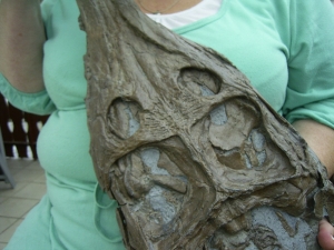 Krokodilschädel mit Unterkiefer aus Holzmaden