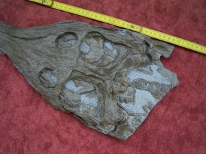 Krokodilschädel mit Unterkiefer aus Holzmaden