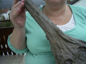 Krokodilschädel mit Unterkiefer aus Holzmaden