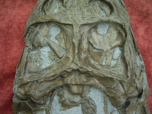 Krokodilschädel mit Unterkiefer aus Holzmaden