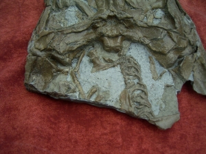 Krokodilschädel mit Unterkiefer aus Holzmaden