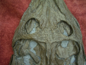 Krokodilschädel mit Unterkiefer aus Holzmaden