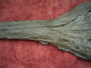 Krokodilschädel mit Unterkiefer aus Holzmaden