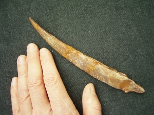 Haistachel Hybodus