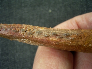 Haistachel Hybodus