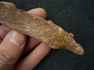 Haistachel Hybodus