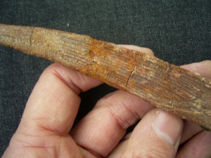 Haistachel Hybodus