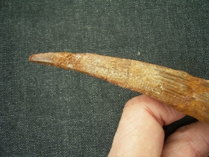 Haistachel Hybodus