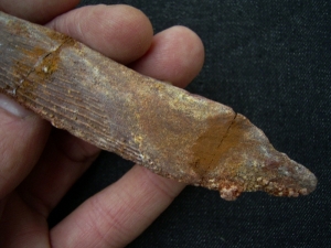 Haistachel Hybodus