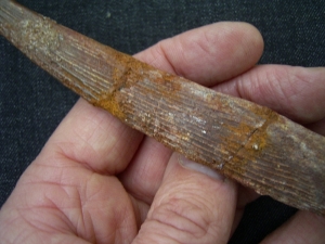 Haistachel Hybodus