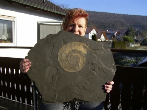 Großer Harpoceras aus Holzmaden