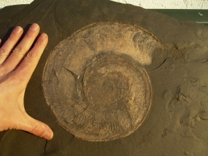 Big sized Ammonite Harpoceras from Holzmaden