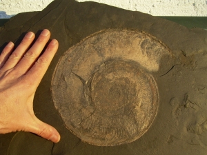 Big sized Ammonite Harpoceras from Holzmaden