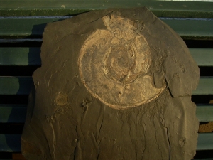 Ammoniten Harpoceras und Dactyloceras