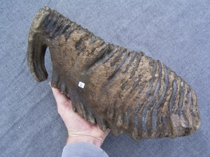 Riesiger Mammut-Zahn Riesiger Mammut-Zahn