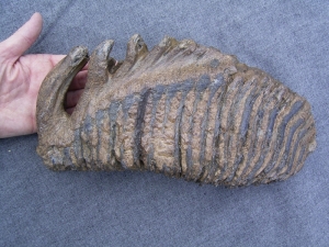 Riesiger Mammut-Zahn Riesiger Mammut-Zahn